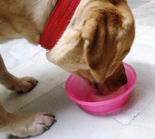 Summer Treat for Dogs
